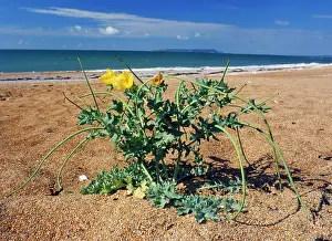 Flavum: Yellow-Horned Poppy