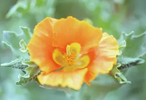 Flavum: Yellow Horned Poppy