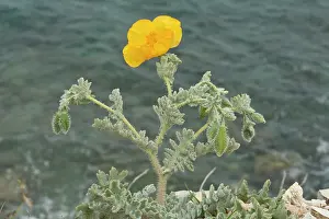 Flavum: Yellow Horned Poppy in flower with the sea behind