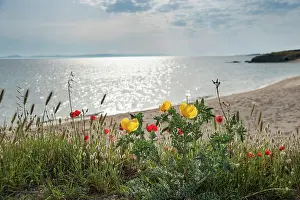 Causican: Yellow Horned Poppy, Glaucium flavum, Causican scarlet