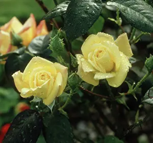 Droplets: Yellow hybrid tea rose