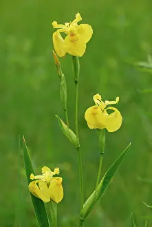 Irises: Yellow Iris