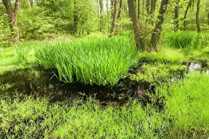 Drentsche: Yellow Iris