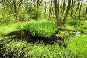 Drentsche: Yellow Iris