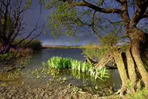Salix: Yellow Iris