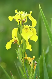 Iridaceae: Yellow Iris