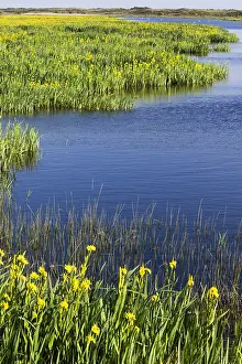Flag: Yellow Iris - flowering on edge of lagoon, Island