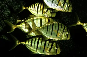 Jack: Yellow Jack Fish