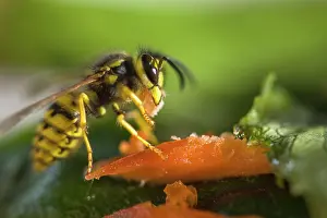 Jacket: Yellow Jacket munching on Salmon