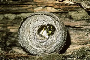 Cell: Yellow Jacket at Nest