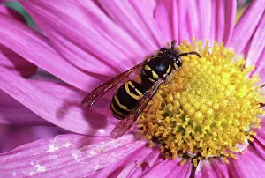 Jacket: Yellow Jacket Wasp