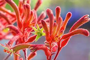 Cycle: Yellow kangaroo paw, Anigozanthos flavidus, flowers