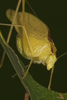 Katydid: Yellow Katydid