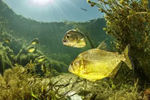 Nattereri: Yellow King Piranha, Gold Dust Piranha, Golden Red