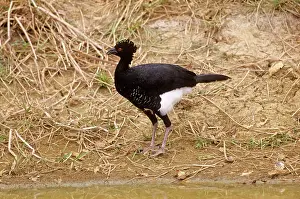 Crax: Yellow-knobbed Curassow