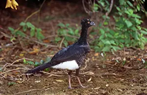 Crax: Yellow-knobbed Curassow - female