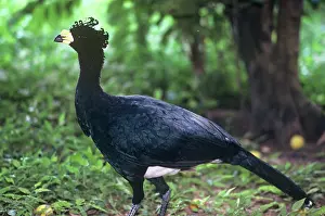 Crax: Yellow-knobbed Curassow - feral male