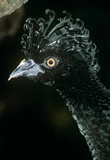 Crax: YELLOW-KNOBBED CURASSOW - HEAD