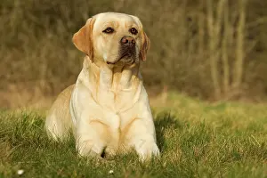 Yellow Labrador