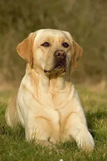 Gudogs: Yellow Labrador