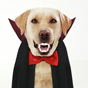 Dracula: Yellow Labrador Dog, dressed as Dracula with bow