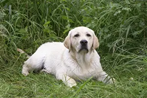 121018: Yellow Labrador dog outside