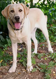Smiling: Yellow Labrador dog portrait outdoors