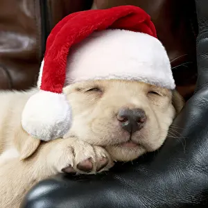 111219: Yellow Labrador Dog, puppy sleeping on riding