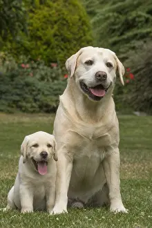 121018: Yellow Labrador dogs outside