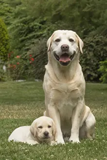 121018: Yellow Labrador dogs outside