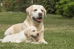 121018: Yellow Labrador dogs outside