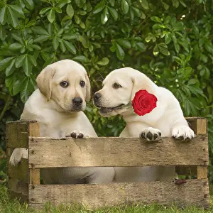 070221: Yellow Labrador puppies outside