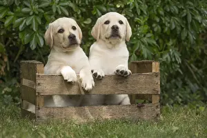 Crate: Yellow Labrador puppies sitting in crate outside