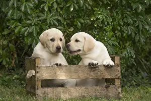 Crate: Yellow Labrador puppies sitting in crate outside