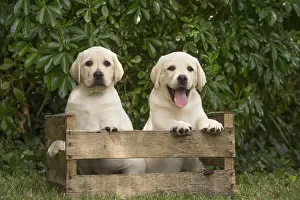 Crate: Yellow Labrador puppies sitting in crate outside