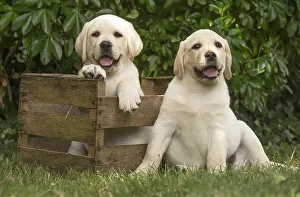 Crate: Yellow Labrador puppies sitting in crate outside