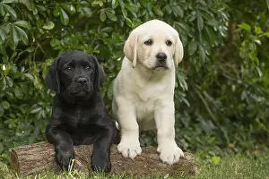 121018: Yellow Labrador puppy and Black Labrador puppy