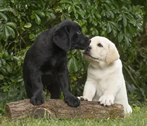 121018: Yellow Labrador puppy and Black Labrador puppy