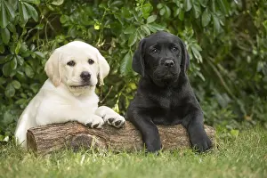 121018: Yellow Labrador puppy and Black Labrador puppy