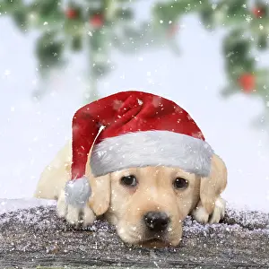 100619: Yellow Labrador puppy leaning on snow civered