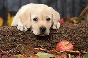 211118: Yellow Labrador puppy outdoors in autumn