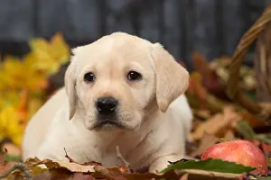 211118: Yellow Labrador puppy outdoors in autumn