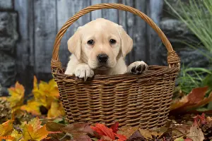 211118: Yellow Labrador puppy outdoors in autumn