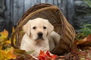 211118: Yellow Labrador puppy outdoors in autumn