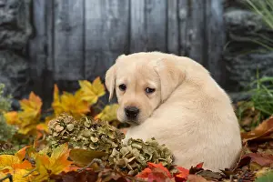 211118: Yellow Labrador puppy outdoors in autumn
