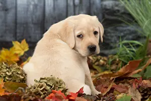 211118: Yellow Labrador puppy outdoors in autumn