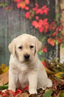 211118: Yellow Labrador puppy outdoors in autumn