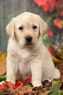 211118: Yellow Labrador puppy outdoors in autumn