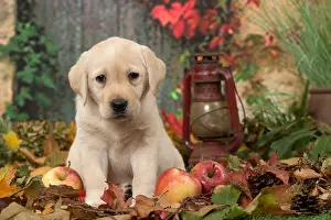 211118: Yellow Labrador puppy outdoors in autumn