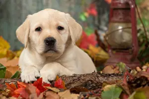211118: Yellow Labrador puppy outdoors in autumn